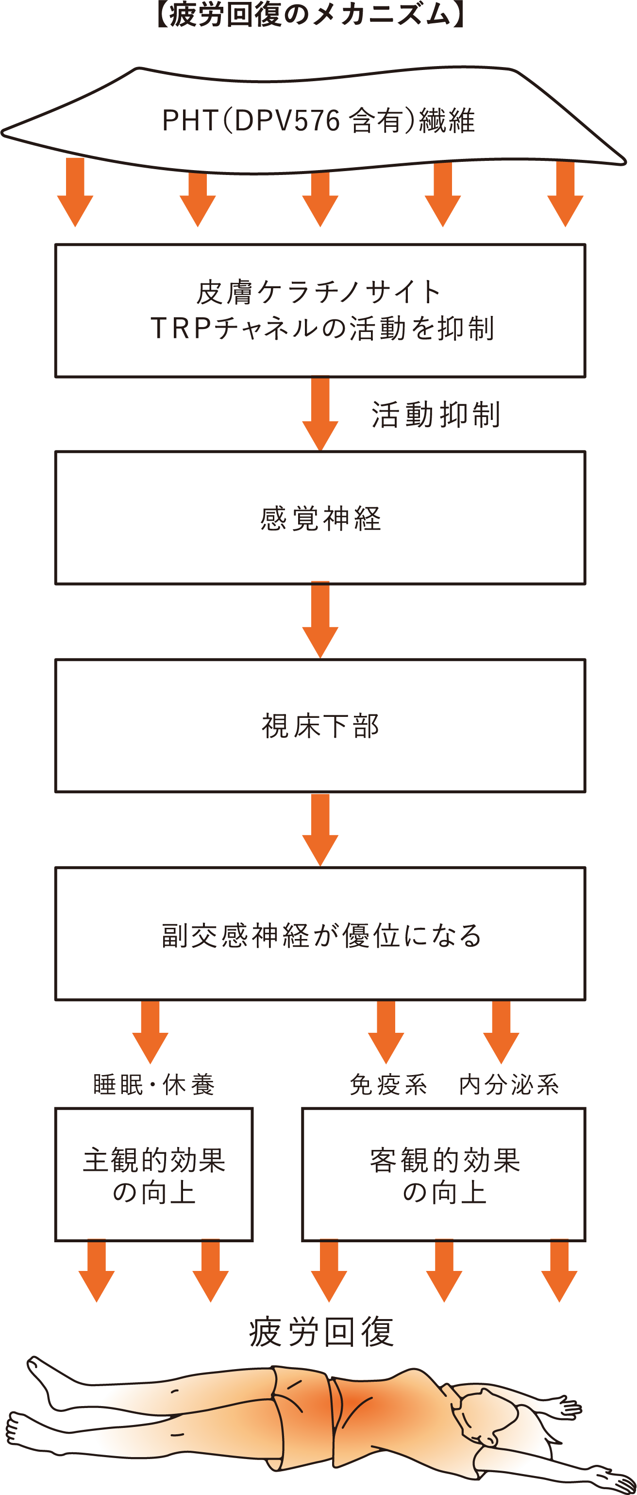 疲労回復のメカニズム